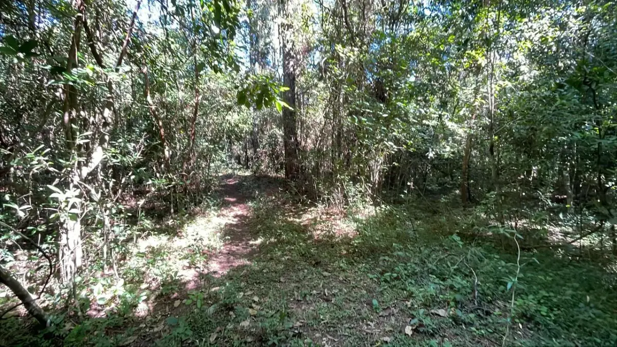 10-Hectare 24.7-acre flat terrain Farm in San José de los Arroyos - Image 7