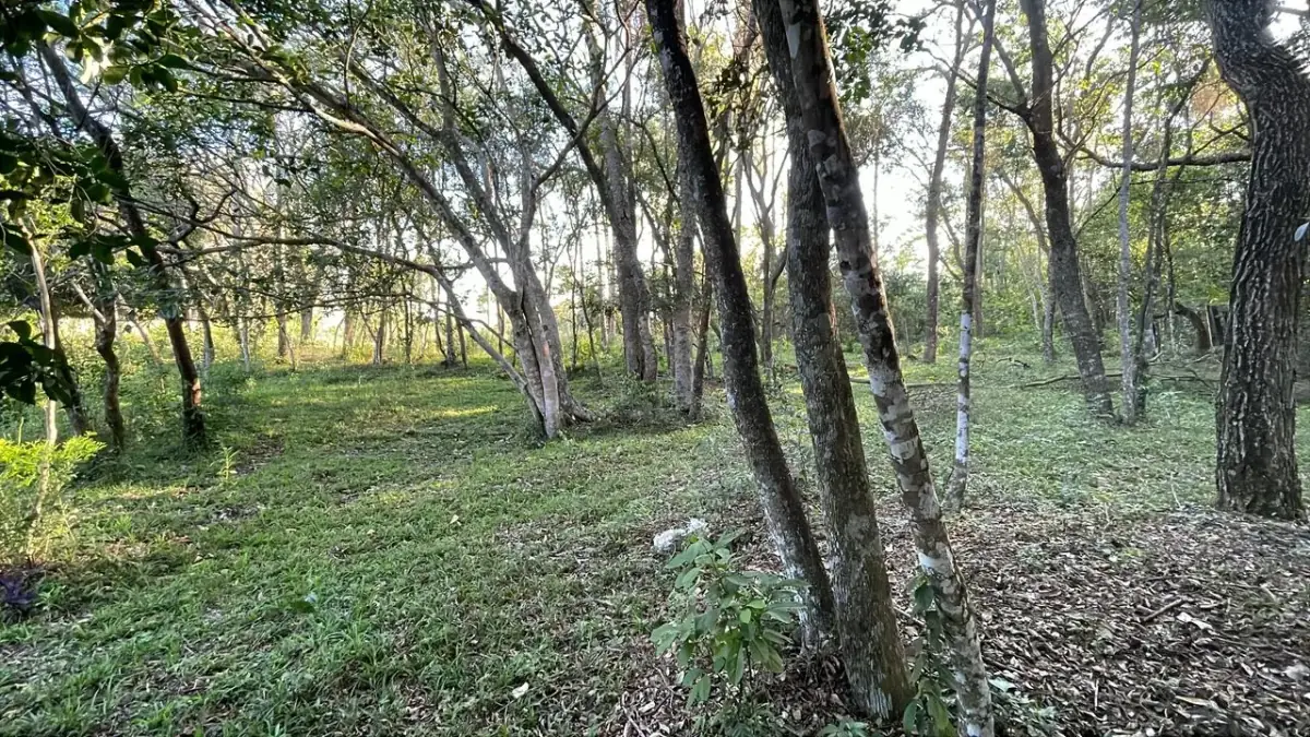 Vendo 4,5 hectáreas en Piribebuy 🤩🌳 con manantial, arroyo y pileta - Image 6