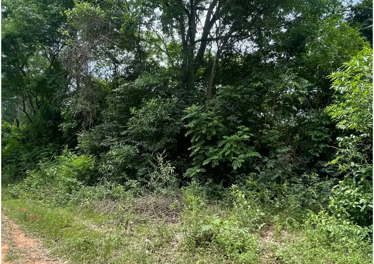 Vendo 2,9 hectáreas en Atyra 🤩 📍Zona Bernardino Caballero - Image 3