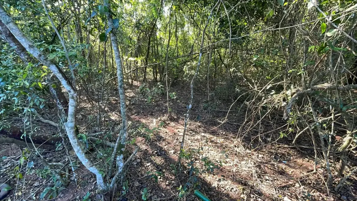 Vendo 4,5 hectáreas en Piribebuy 🤩🌳 con manantial, arroyo y pileta - Image 10