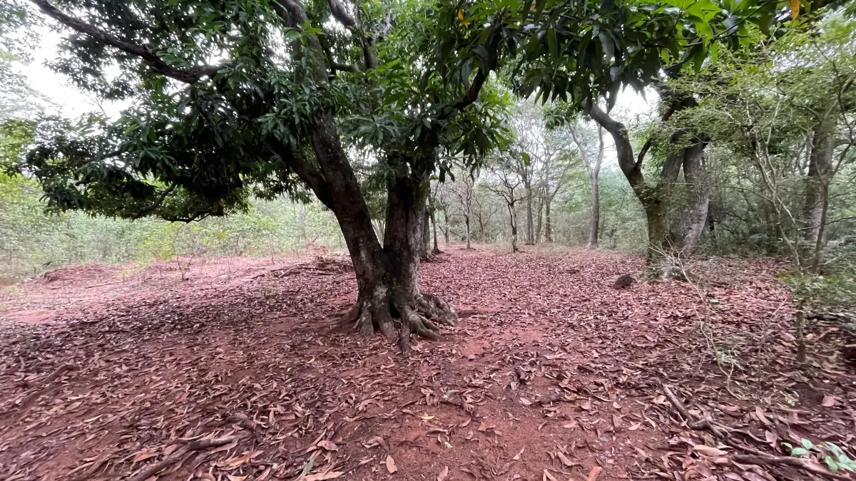 Vendo 9 hectáreas Quiindy a 2,5 km de la ruta 1 - Image 12