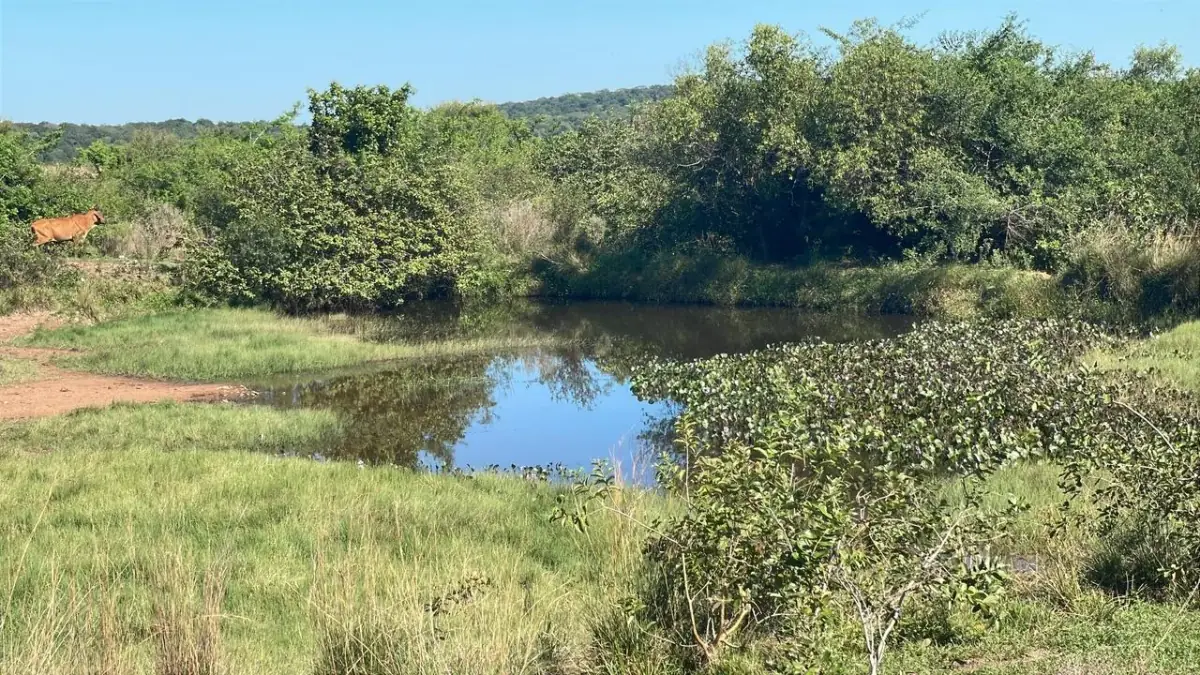 114hectare 282acre cattle ranch with a stream in Caapucu, Paraguari - Image 5