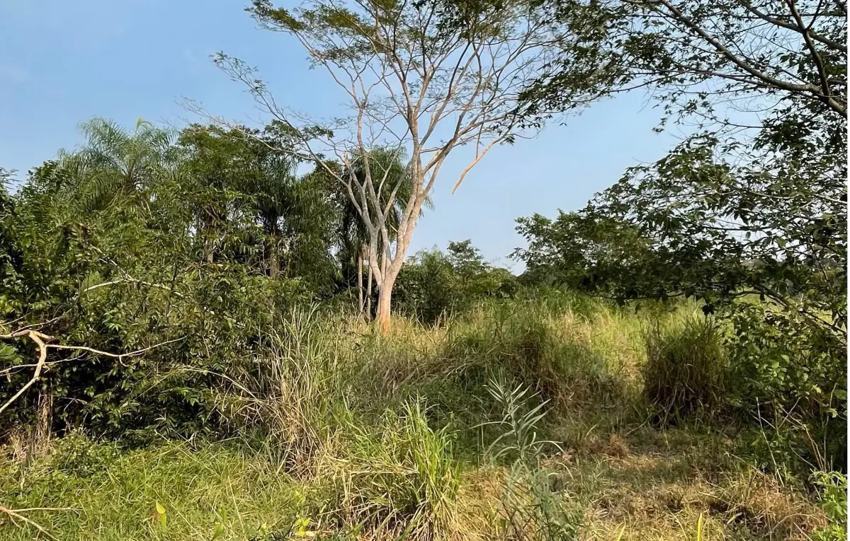 Vendo 5 hectáreas en Arroyos y Esteros 🤩 📍Zona San Antonio - Image 8