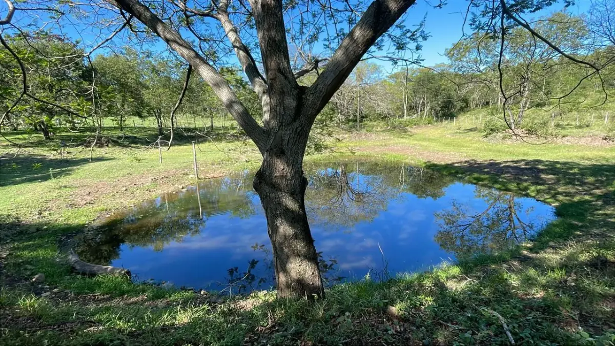 114hectare 282acre cattle ranch with a stream in Caapucu, Paraguari - Image 2