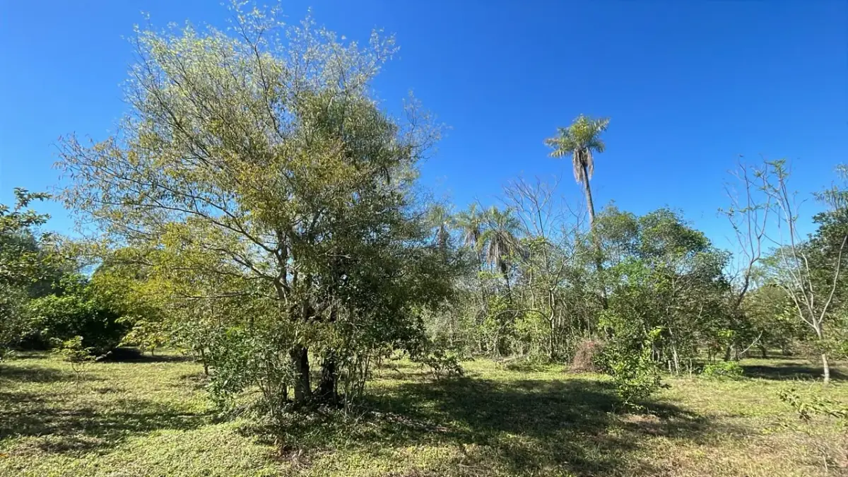 6 Hectareas en Carapeguá – Ideal Country Land (Crypto & USDT Accepted) - Image 8
