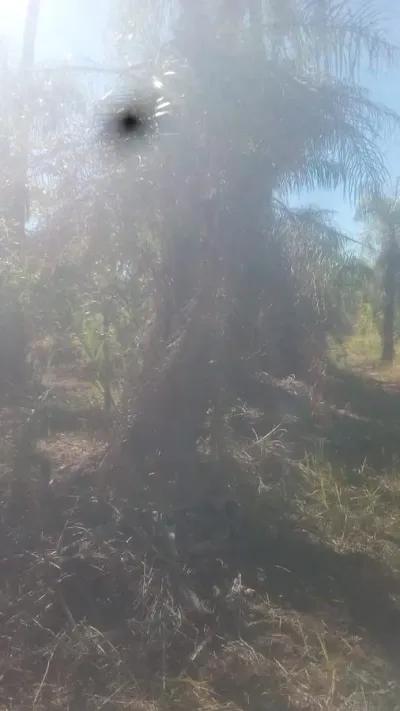 10,000m² Land for Sale in Limpio