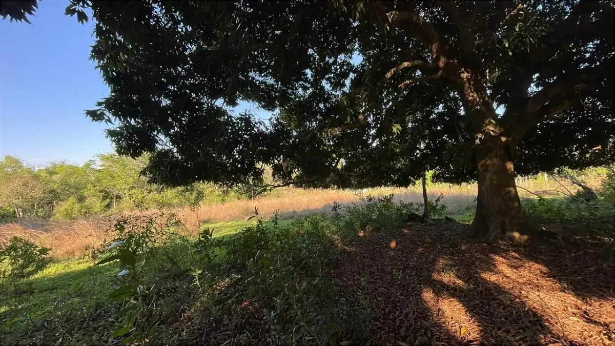Vendo 4,5 hectáreas en Piribebuy 🤩🌳 con manantial, arroyo y pileta - Image 2