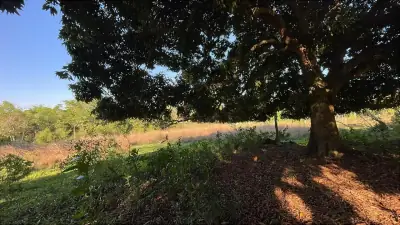 Vendo 4,5 hectáreas en Piribebuy 🤩🌳 con manantial, arroyo y pileta