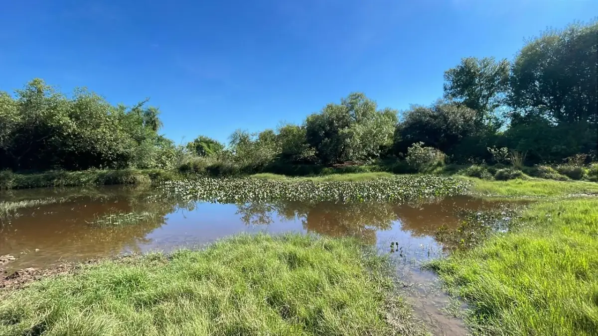 114hectare 282acre cattle ranch with a stream in Caapucu, Paraguari - Image 11