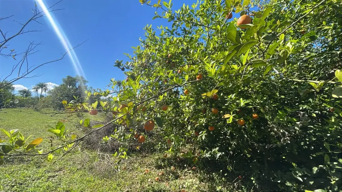 6 Hectareas en Carapeguá – Ideal Country Land (Crypto & USDT Accepted) - Image 14