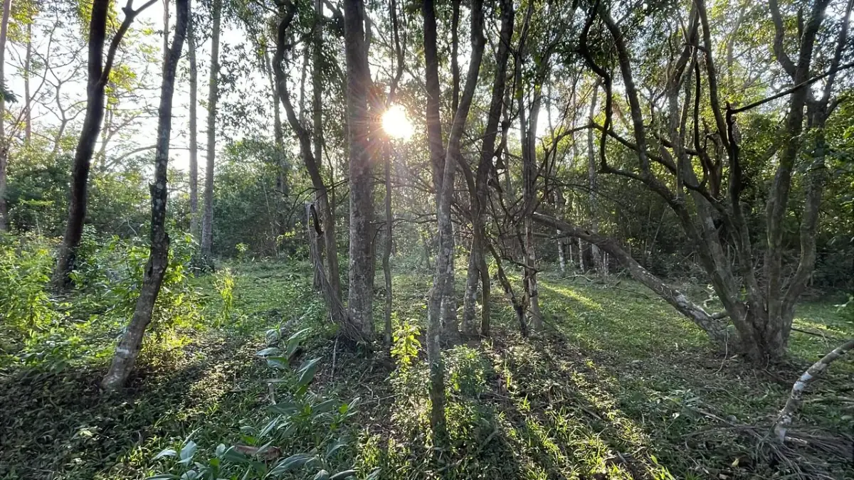 Vendo 4,5 hectáreas en Piribebuy 🤩🌳 con manantial, arroyo y pileta - Image 7