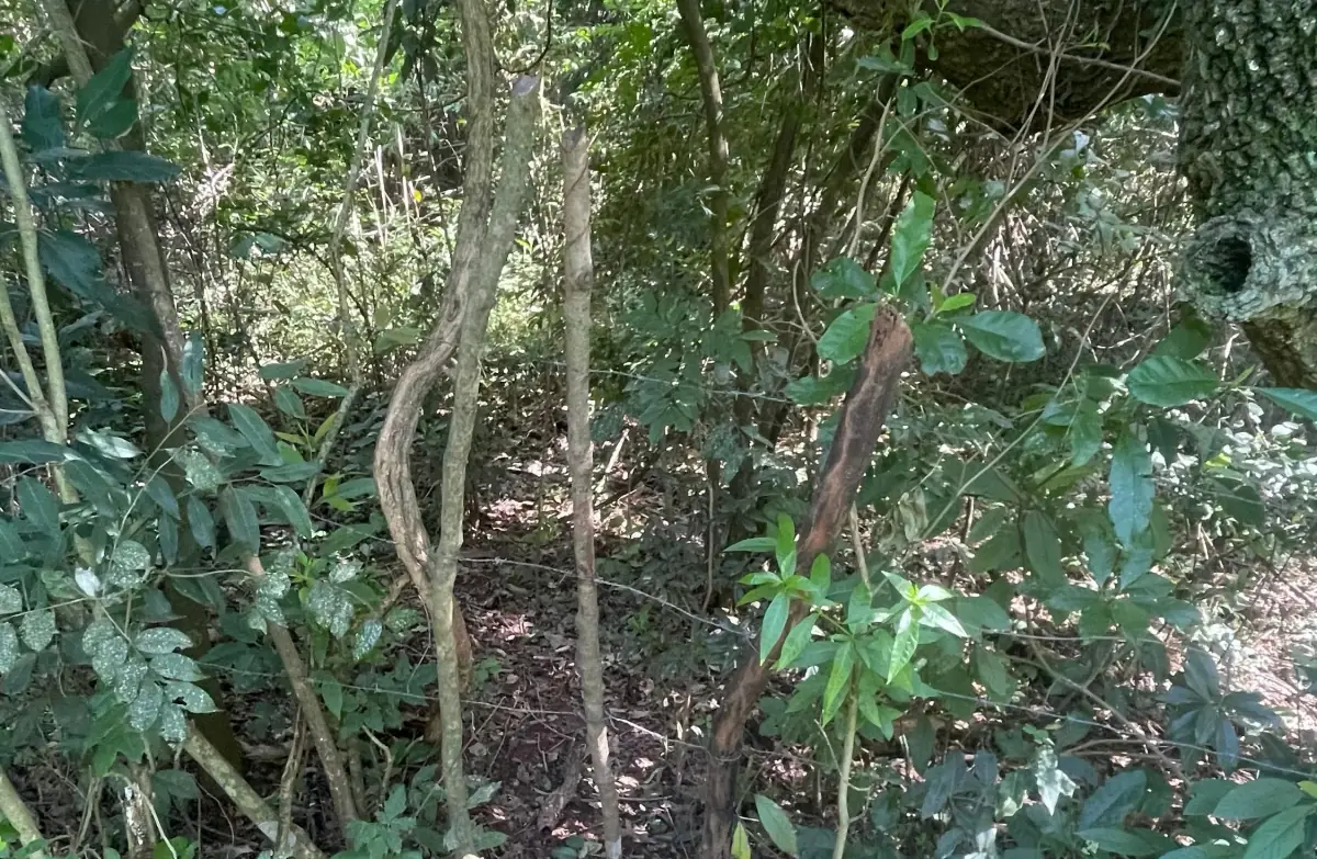 VENDO 9 HECTAREAS EN ATYRA 🍃🌳  📍A 4 km del casco urbano - Image 7