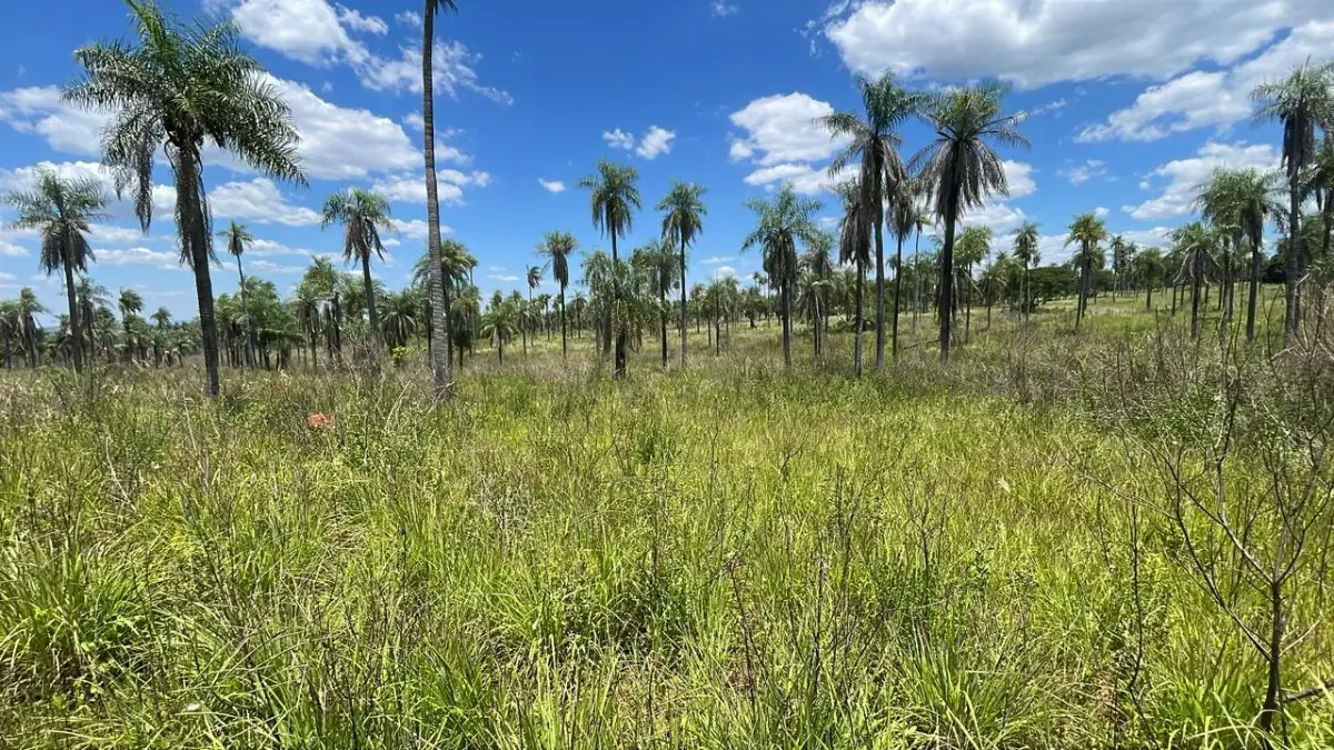 50-Hectare/123.5 Acres Piribebuy Livestock & Intensive Feedlot Farm - Image 7