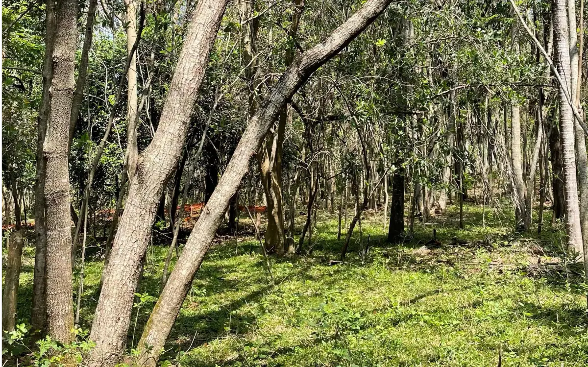 8.6 Hectares/21.2 acres Caacupé Land Agriculture & Fish Farming - Image 9