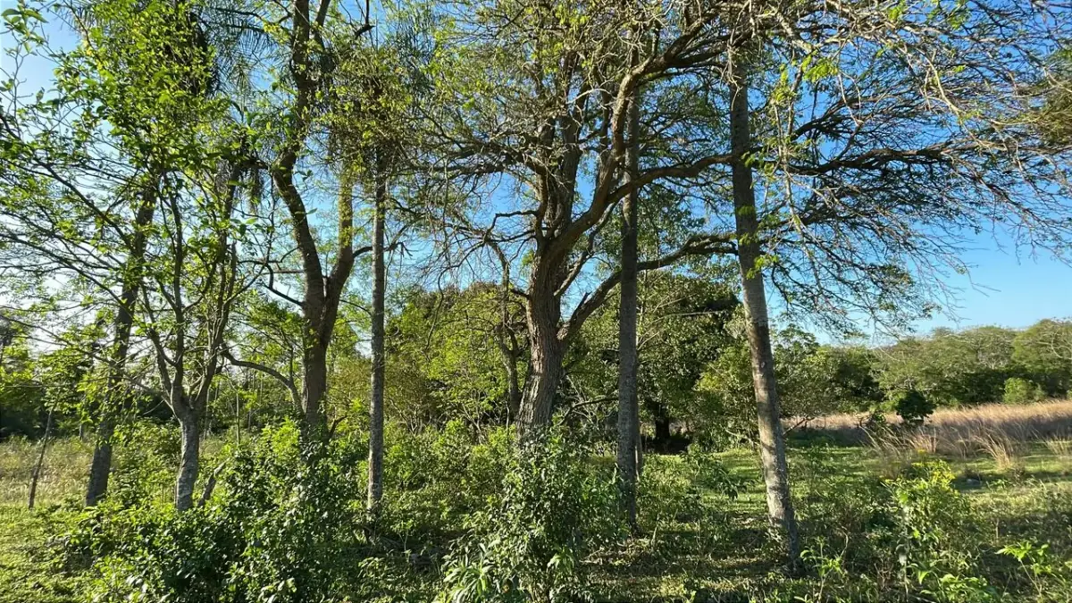 Vendo 4,5 hectáreas en Piribebuy 🤩🌳 con manantial, arroyo y pileta - Image 13