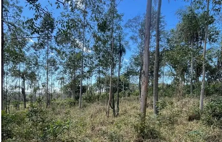 Campo 10 ha con vistas en Piribebuy | 25-acre land 1h45 from Asunción - Image 13