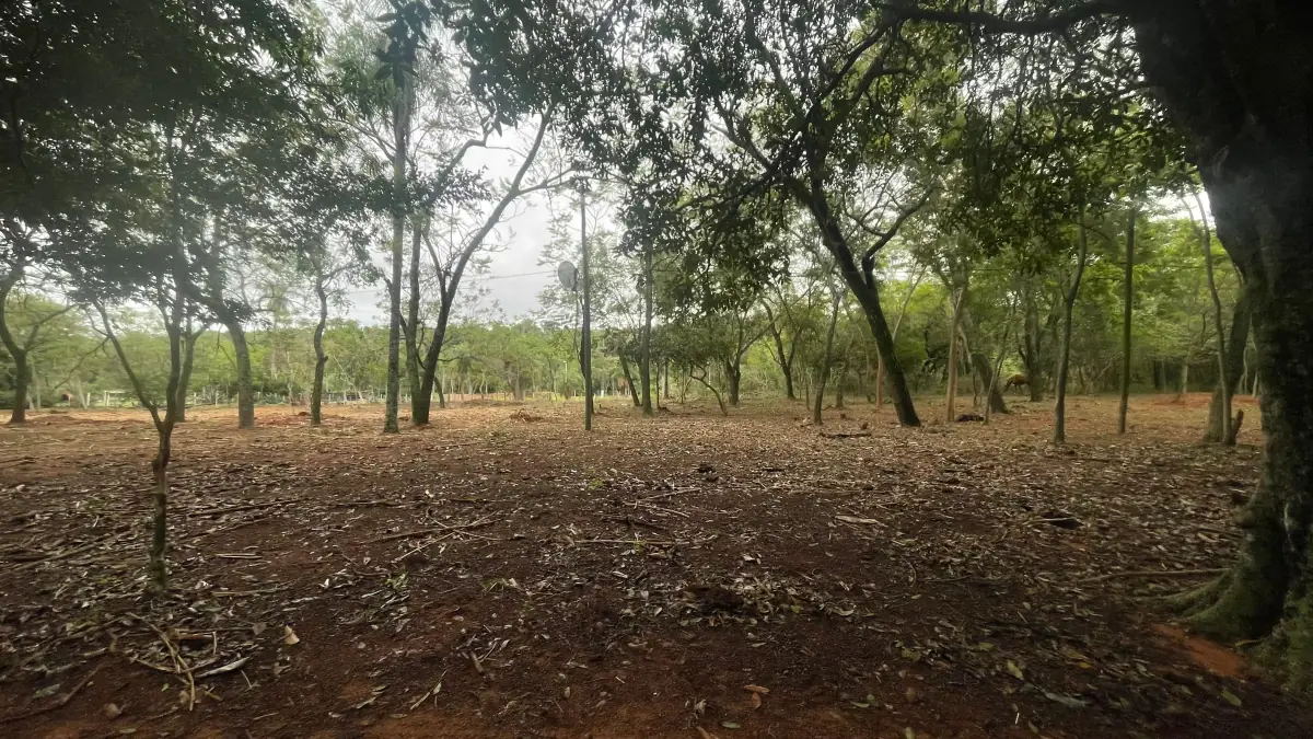 Vendo 9 hectáreas Quiindy a 2,5 km de la ruta 1 - Image 8