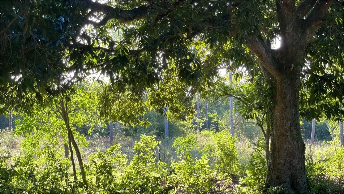 Vendo 4,5 hectáreas en Piribebuy 🤩🌳 con manantial, arroyo y pileta - Image 11