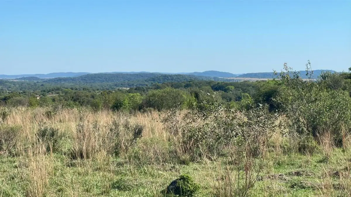 114hectare 282acre cattle ranch with a stream in Caapucu, Paraguari - Image 9