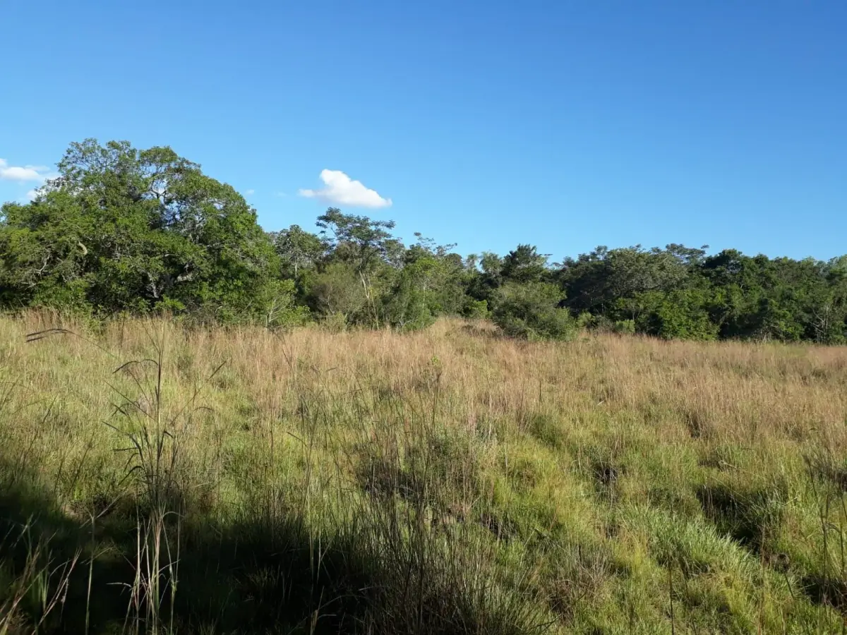 Campo en Nueva Colombia 12 hectareas A 5' del centro de Nueva Colombia - Image 9