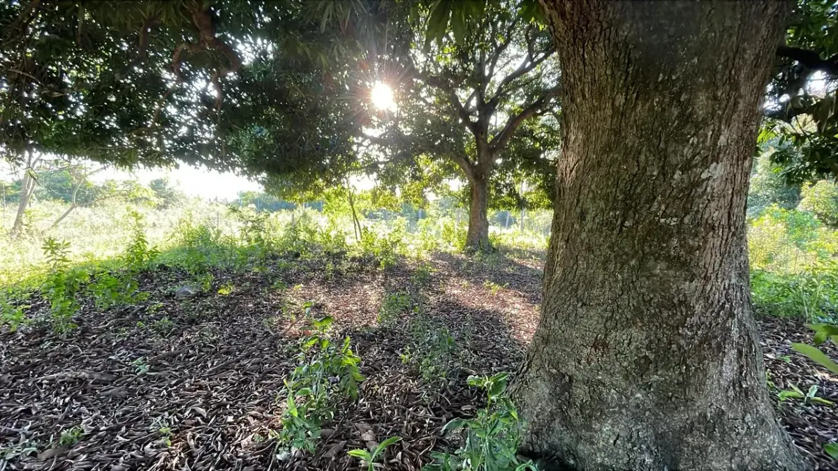 Vendo 4,5 hectáreas en Piribebuy 🤩🌳 con manantial, arroyo y pileta - Image 12