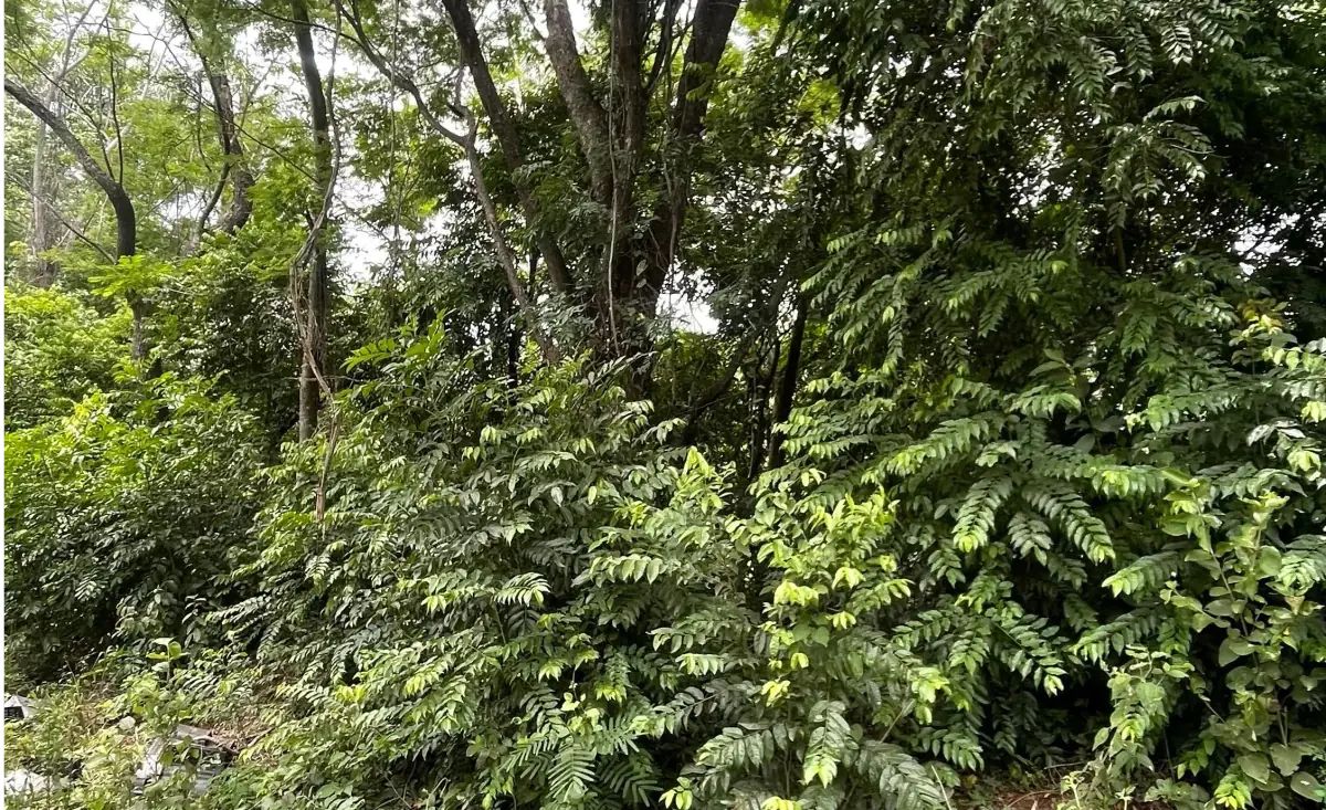Vendo 2,9 hectáreas en Atyra 🤩 📍Zona Bernardino Caballero - Image 7