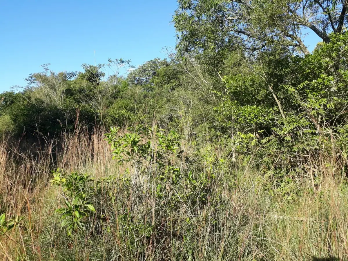 Campo en Nueva Colombia 12 hectareas A 5' del centro de Nueva Colombia - Image 8