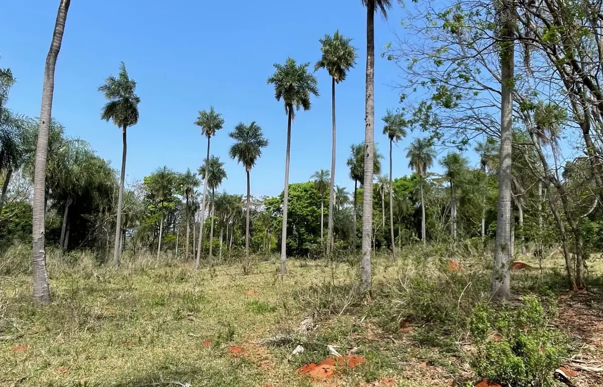 8.6 Hectares/21.2 acres Caacupé Land Agriculture & Fish Farming - Image 13