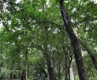 Terreno de 38.000m² à Venda em San Bernardino