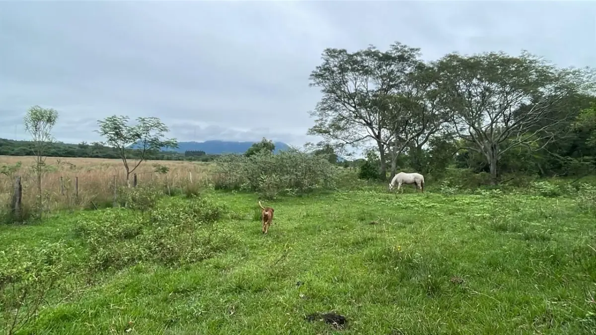 Inversión Agropecuaria en Paraguay: 90 Ha en Acahay con arroyo - Image 12