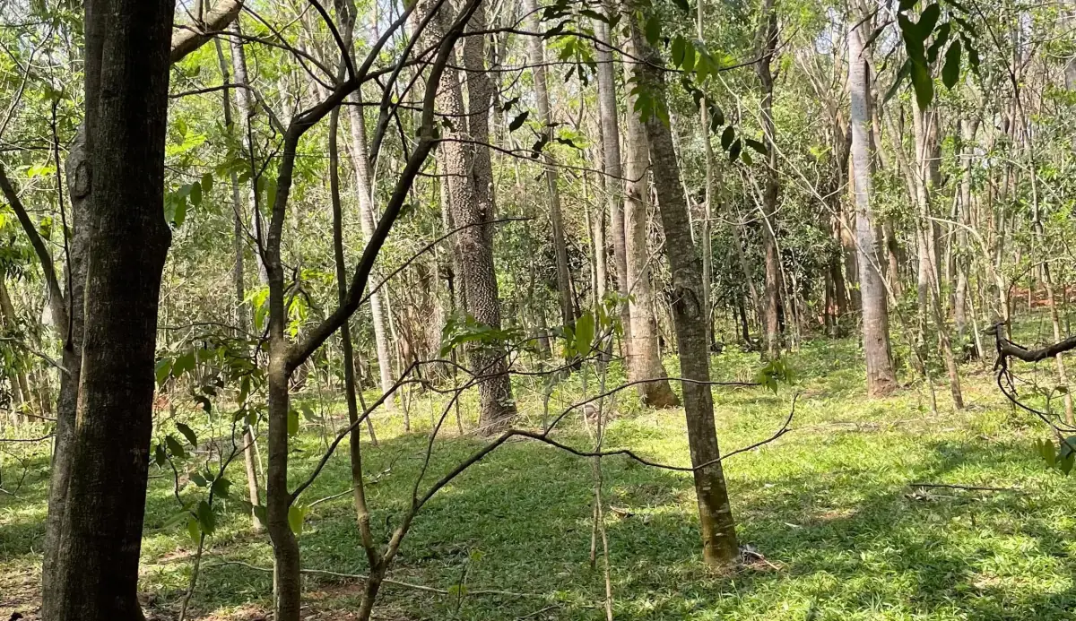 8.6 Hectares/21.2 acres Caacupé Land Agriculture & Fish Farming - Image 7