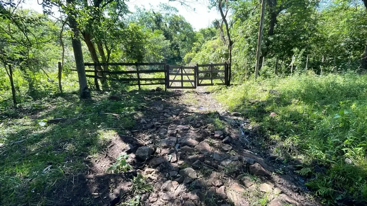 Campo de 8,9 ha en Caballero | 22-acre farm 2 hours from Asunción - Image 6