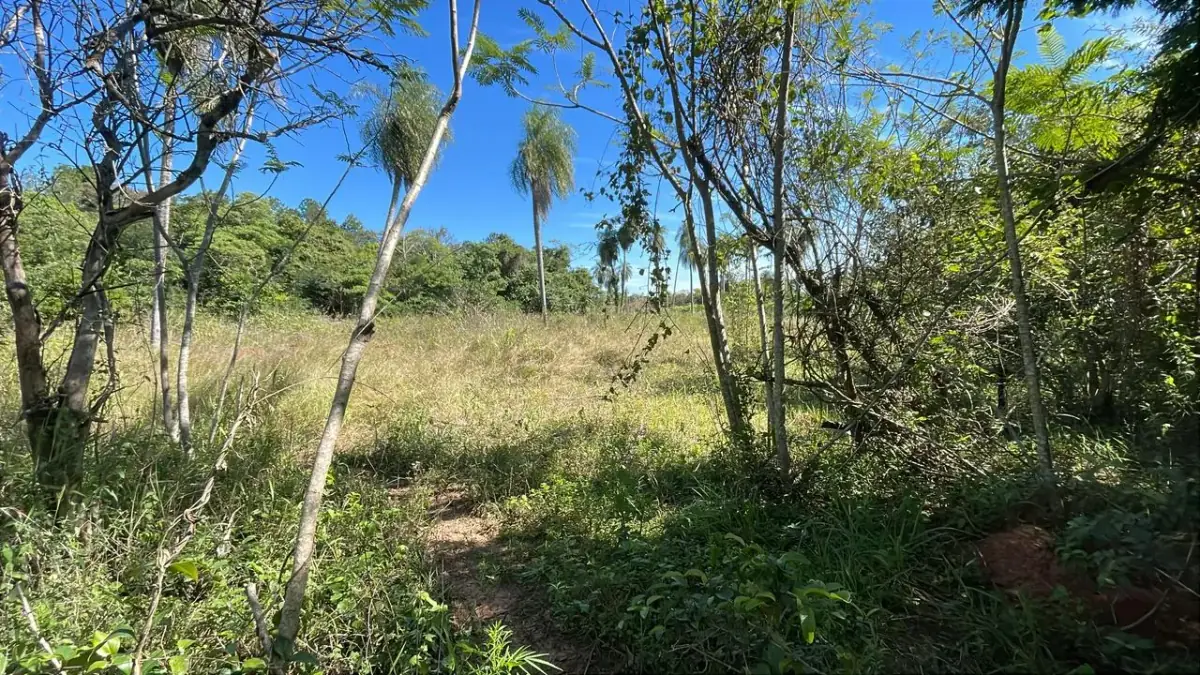 10-Hectare 24.7-acre flat terrain Farm in San José de los Arroyos - Image 11