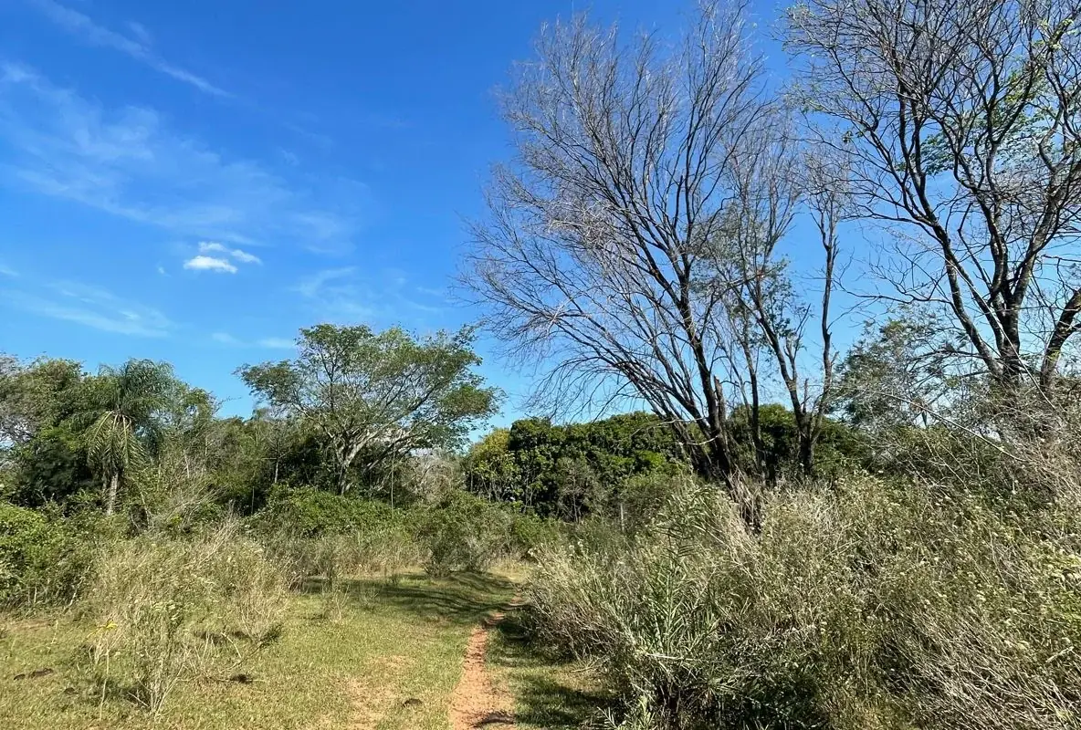 VENDO HERMOSA PROPIEDAD EN EMBOSCADA 20 hectareas A 3 km de la ruta - Image 15