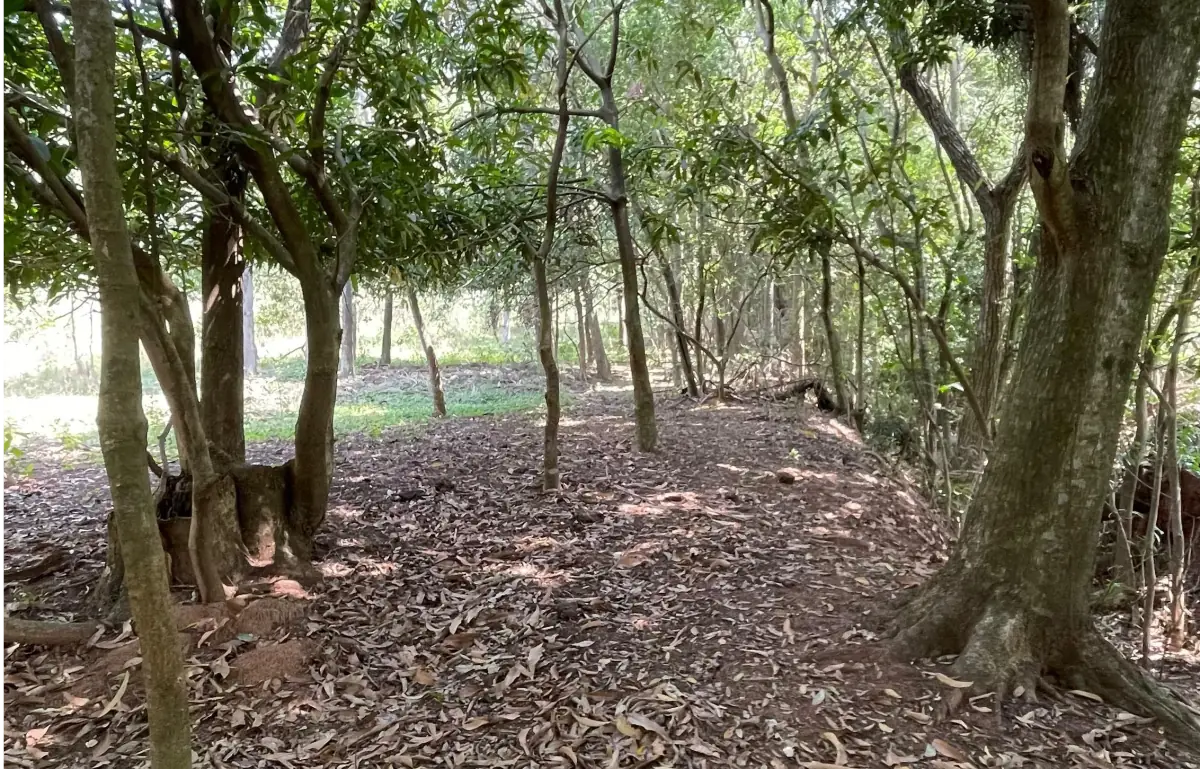 8.6 Hectares/21.2 acres Caacupé Land Agriculture & Fish Farming - Image 14