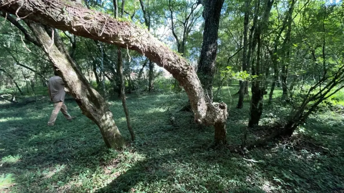 Campo de 34 Hectáreas con arroyo y vistas en Venta en Acahay, Paraguay - Image 6