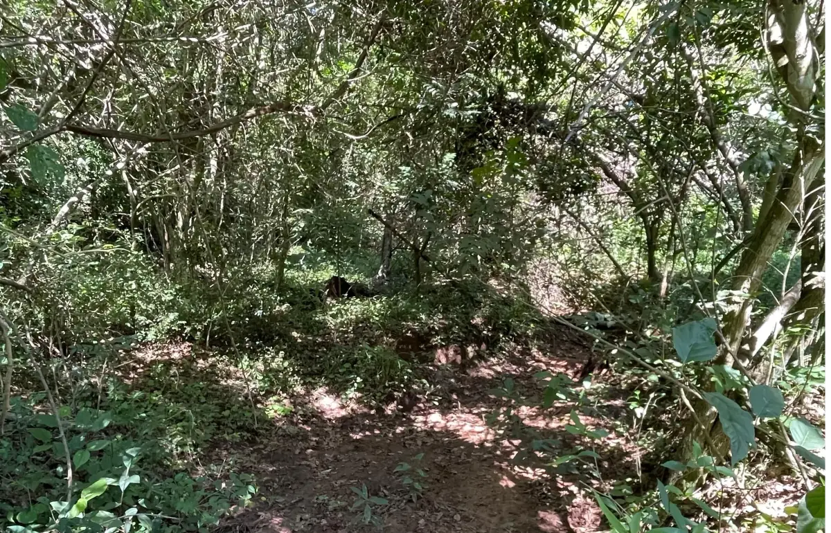 VENDO 9 HECTAREAS EN ATYRA 🍃🌳  📍A 4 km del casco urbano - Image 6