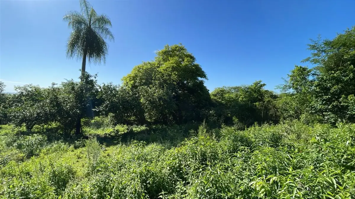 Campo de 8,9 ha en Caballero | 22-acre farm 2 hours from Asunción - Image 15