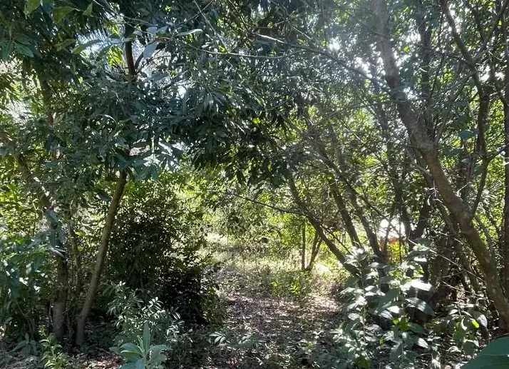 Campo 10 ha con vistas en Piribebuy | 25-acre land 1h45 from Asunción - Image 15
