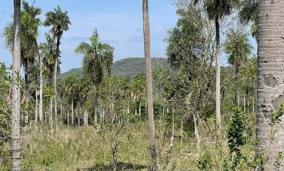 8.6 Hectares/21.2 acres Caacupé Land Agriculture & Fish Farming - Image 6