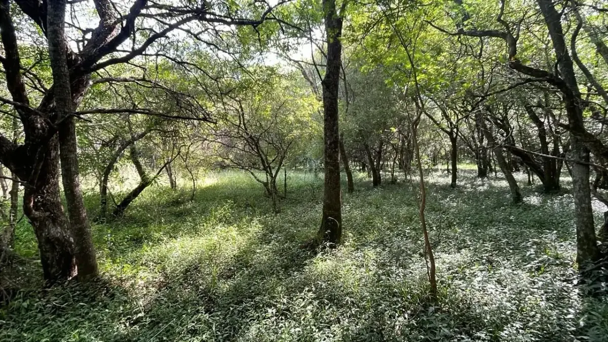 Campo de 34 Hectáreas con arroyo y vistas en Venta en Acahay, Paraguay - Image 3