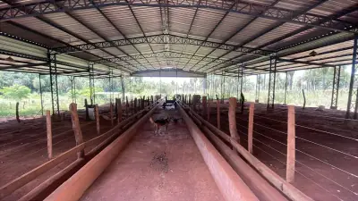 50-Hectare/123.5 Acres Piribebuy Livestock & Intensive Feedlot Farm