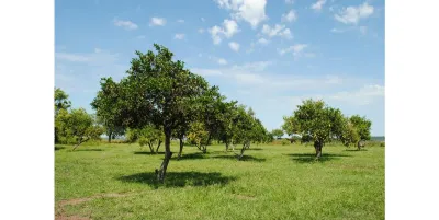 Terreno en Venta en Nueva Italia