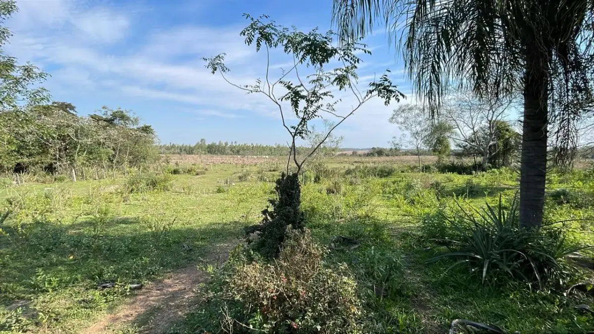 Vendo propiedad de 22 hectáreas en Tobati ⛰️🪵🧱🌱 - Image 4