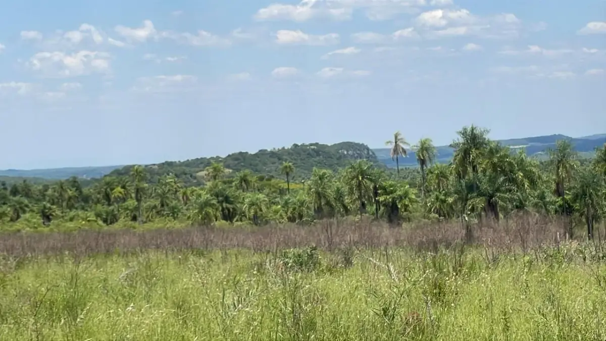 50-Hectare/123.5 Acres Piribebuy Livestock & Intensive Feedlot Farm - Image 4
