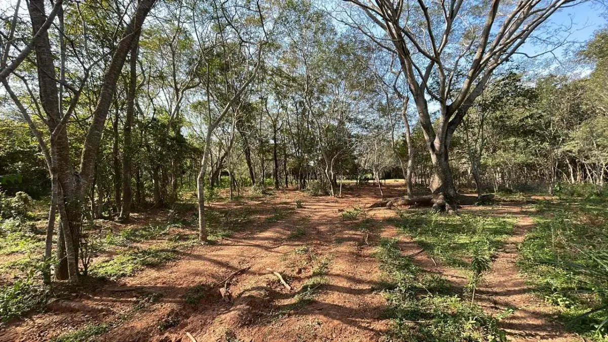 Vendo propiedad de 22 hectáreas en Tobati ⛰️🪵🧱🌱 - Image 3