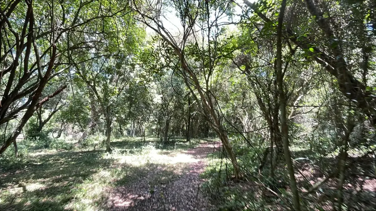 17,7 ha 44-acre farm with two streams & pond | 2 arroyos en Sapucai - Image 7
