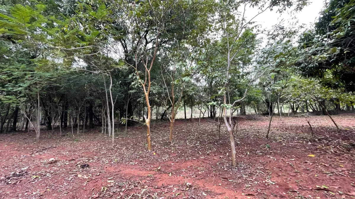 Vendo 9 hectáreas Quiindy a 2,5 km de la ruta 1 - Image 11