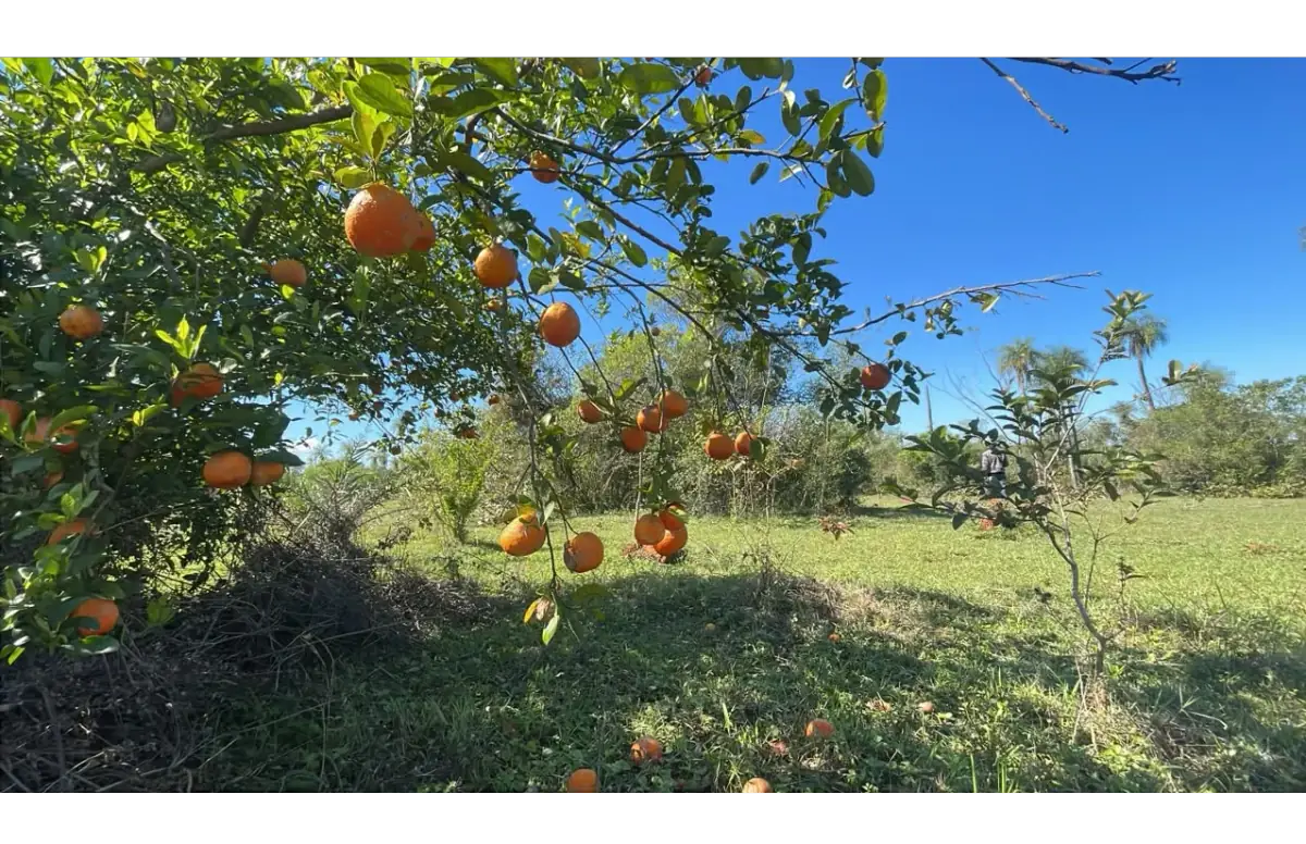 6 Hectareas en Carapeguá – Ideal Country Land (Crypto & USDT Accepted) - Image 2