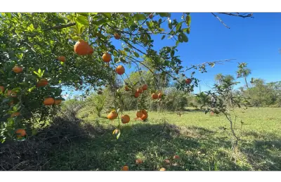6 Hectareas en Carapeguá – Ideal Country Land (Crypto & USDT Accepted)